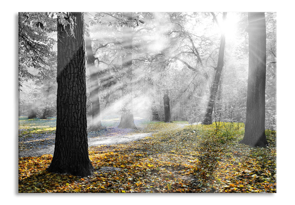 Pixxprint Sonne durch Blätter, Glasbild