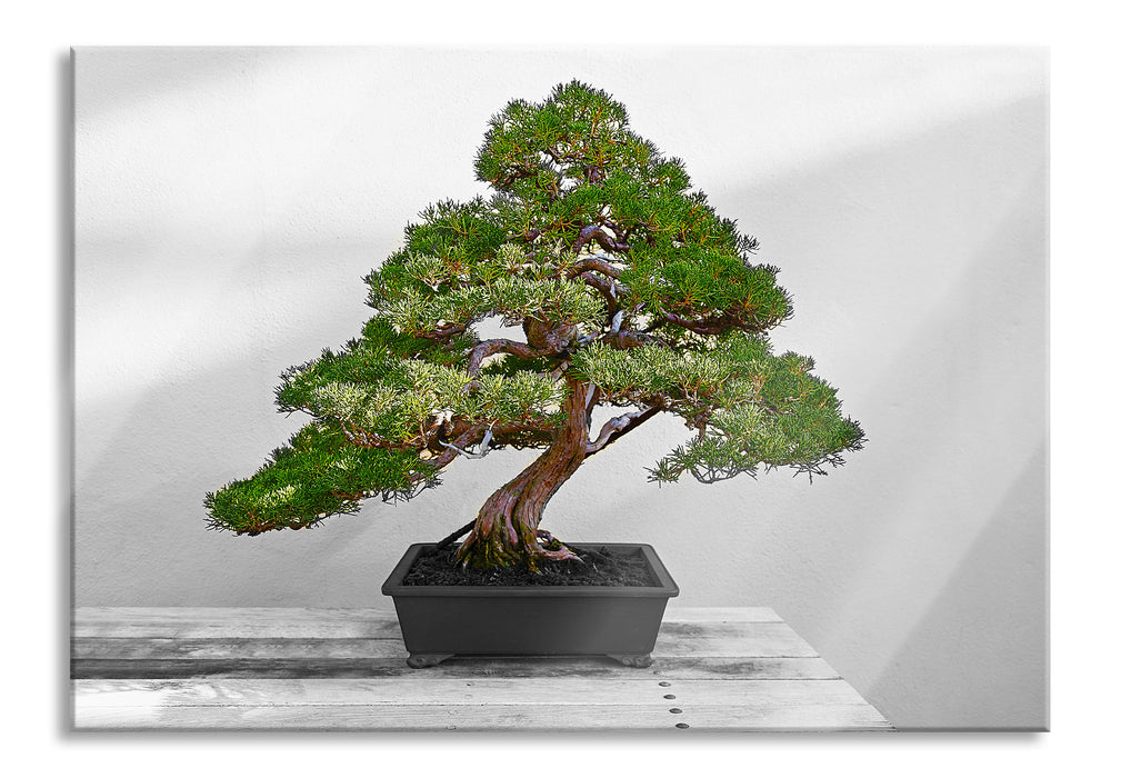 Pixxprint Bonsai Baum, Glasbild