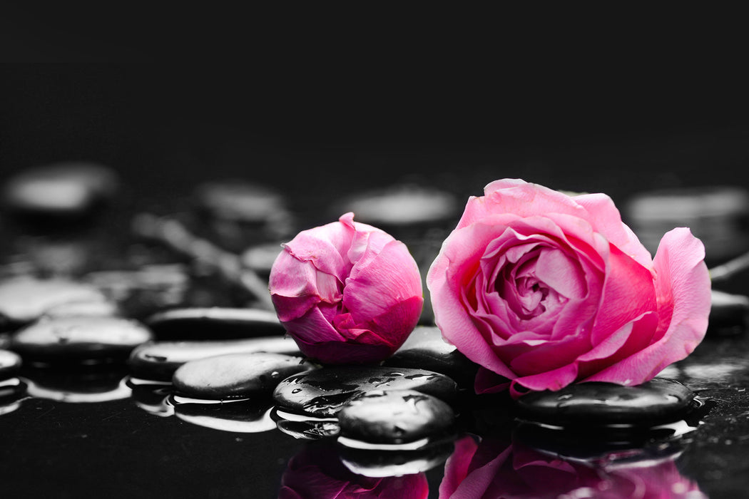 Pinke Rosenblüten auf Zensteinen, Glasbild