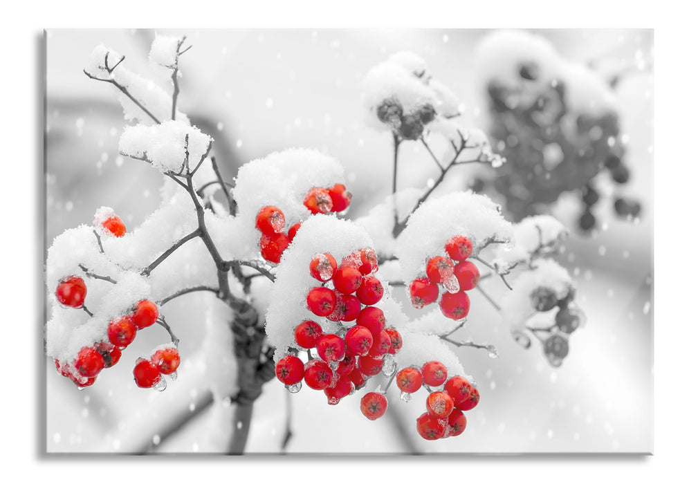 Pixxprint Rote Vogelbeeren im Winter, Glasbild