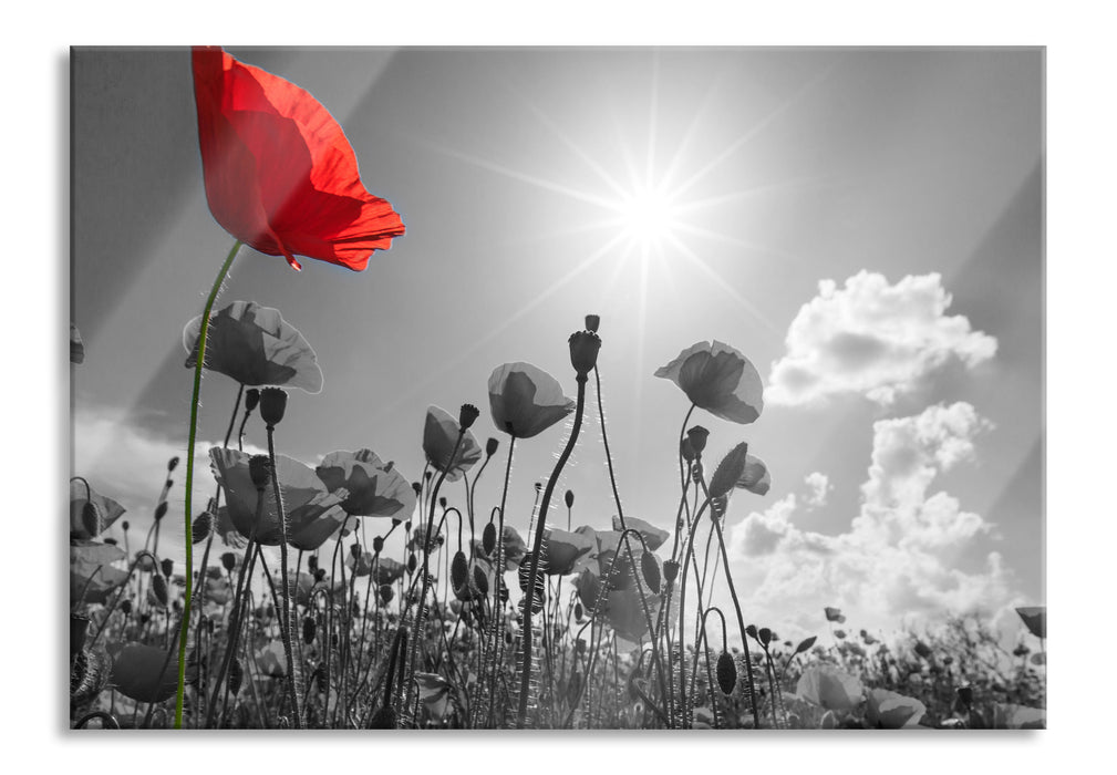 Pixxprint Mohnblumenfeld im Sommer, Glasbild
