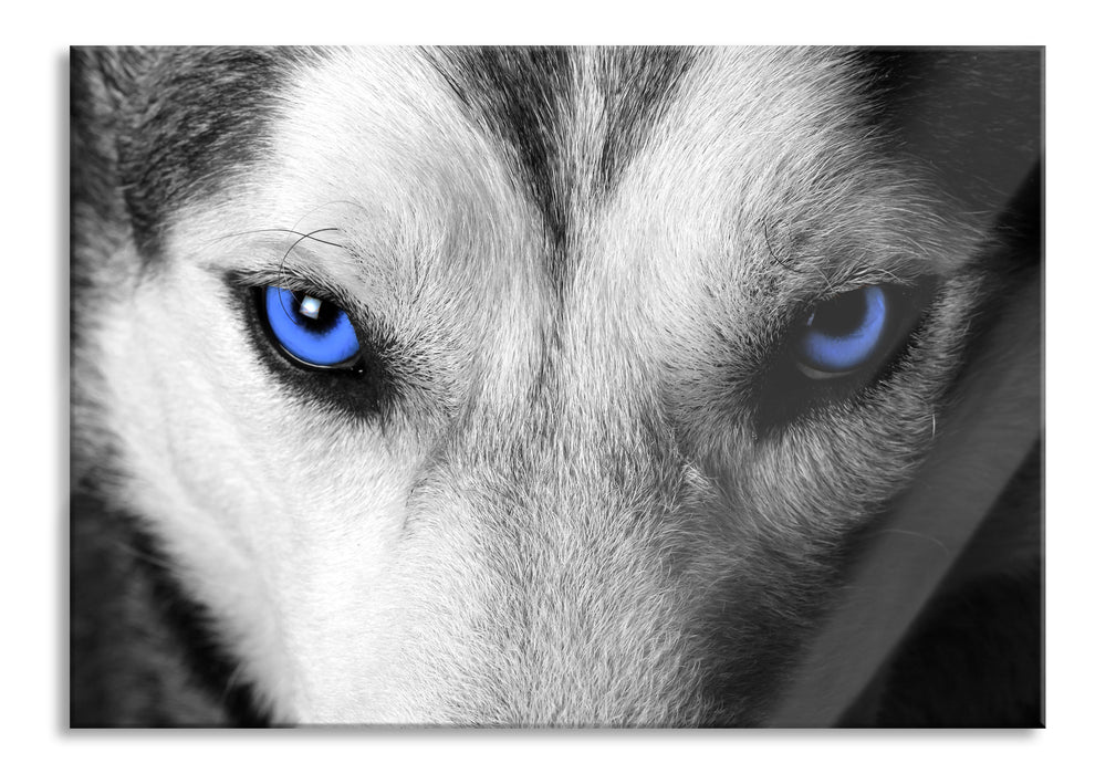 Pixxprint Husky mit Augen, Glasbild