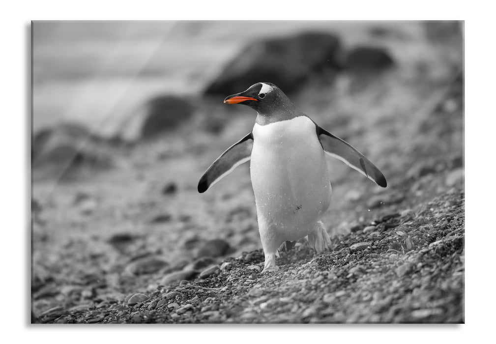 Pixxprint Pinguin am Steinstrand, Glasbild