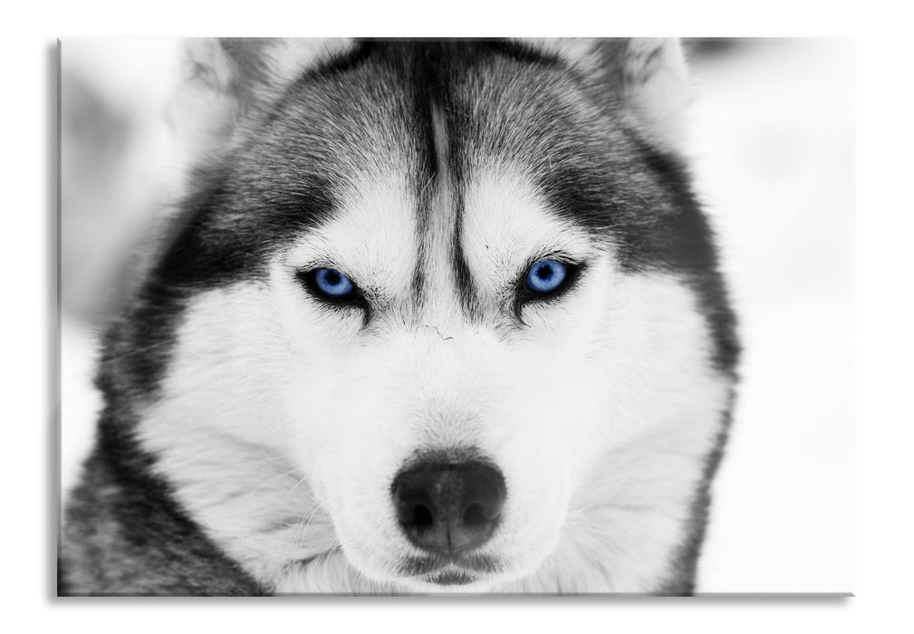 Pixxprint Husky mit blauen Augen, Glasbild