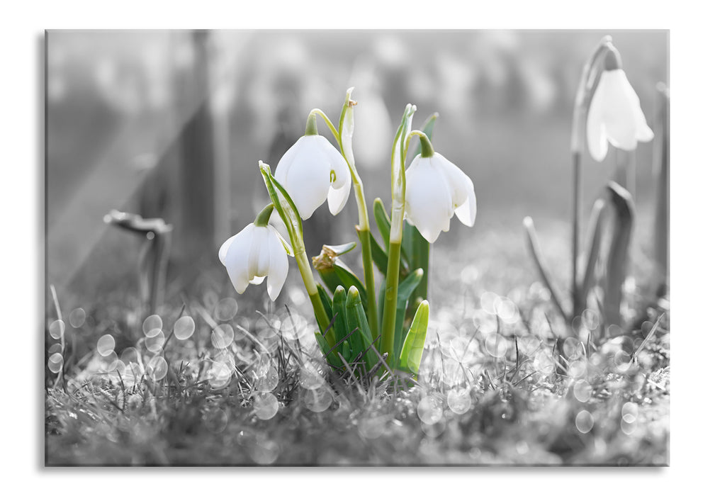 Pixxprint Schneeglöckchen im Morgentau, Glasbild