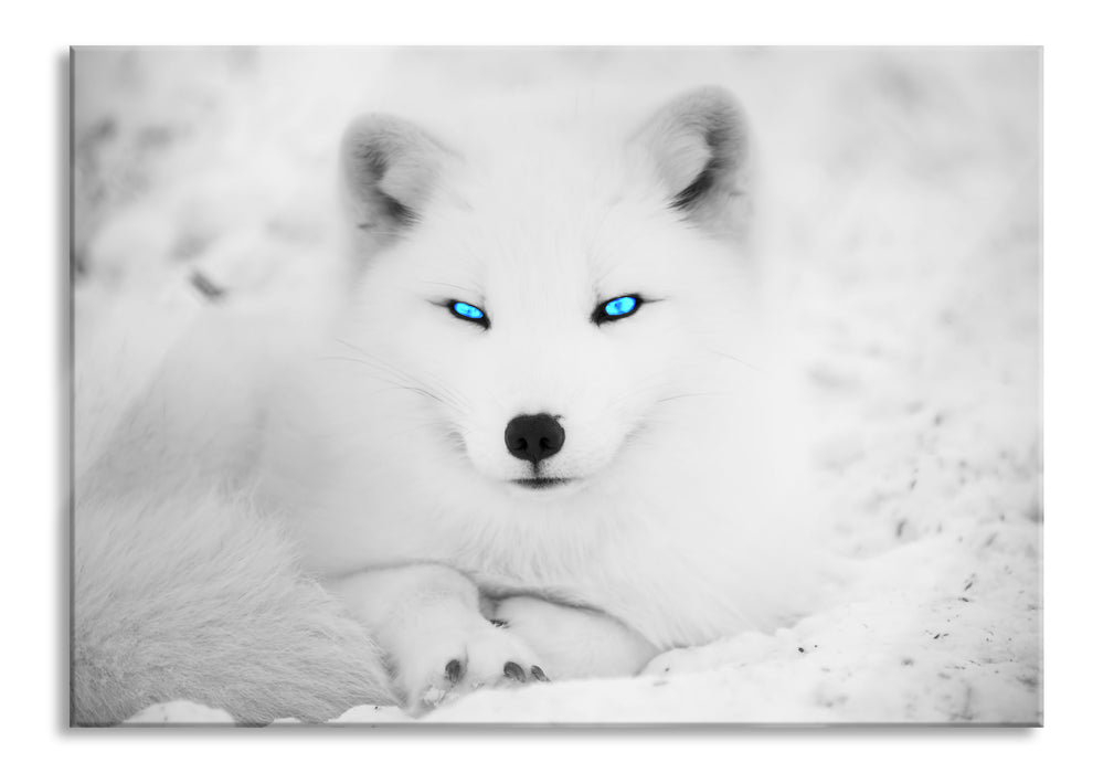 Pixxprint Polarfuchs mit strahlenden Augen, Glasbild