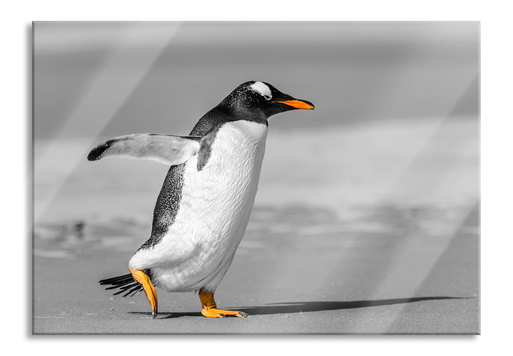 Pixxprint watschelnder Pinguin am Strand, Glasbild