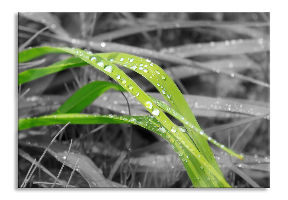 Pixxprint Grashalme im Morgentau, Glasbild