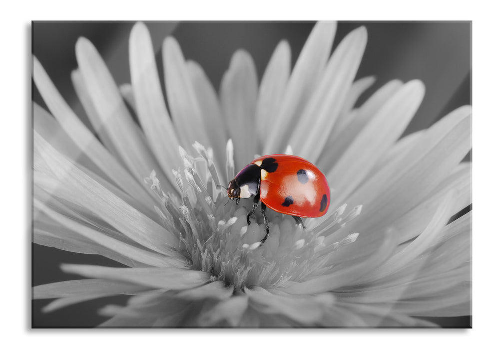 Pixxprint leuchtender Marienkäfer auf Blüte, Glasbild