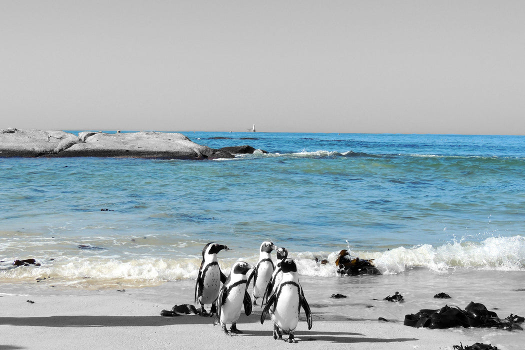 lustige Pinguine am Strand, Glasbild