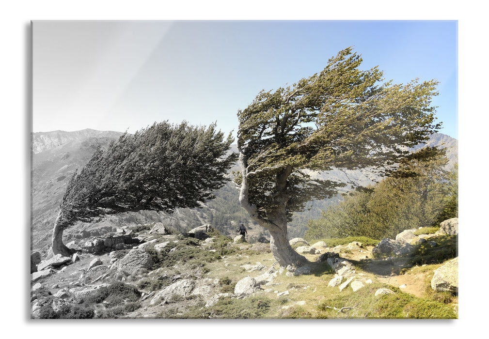 Pixxprint Alter Schiefer Baum in den Bergen, Glasbild