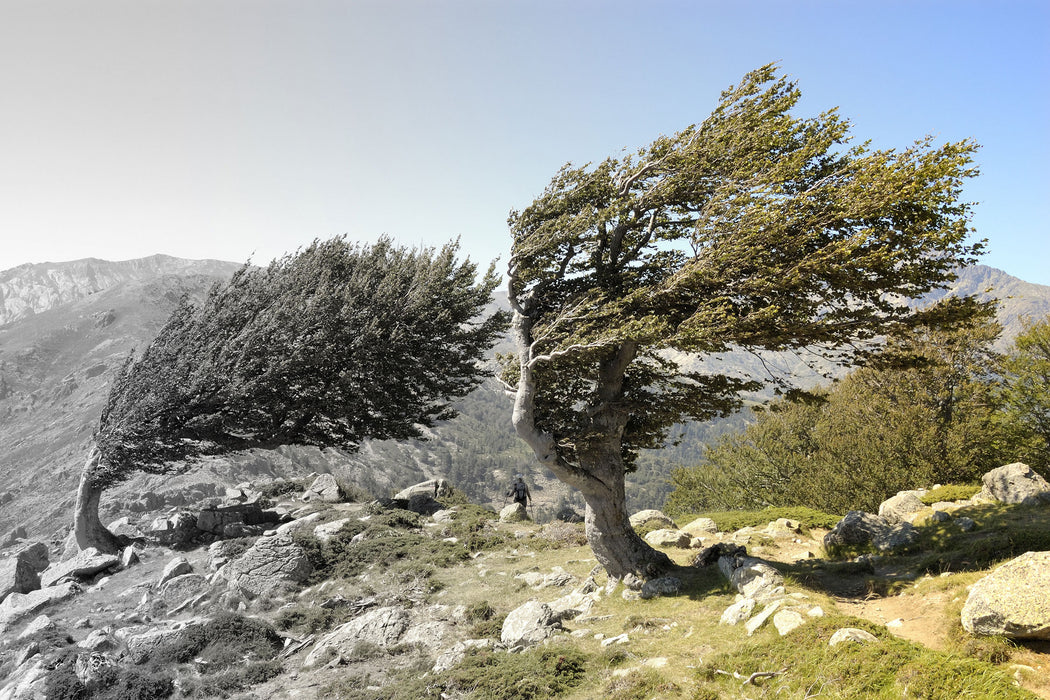 Alter Schiefer Baum in den Bergen, Glasbild