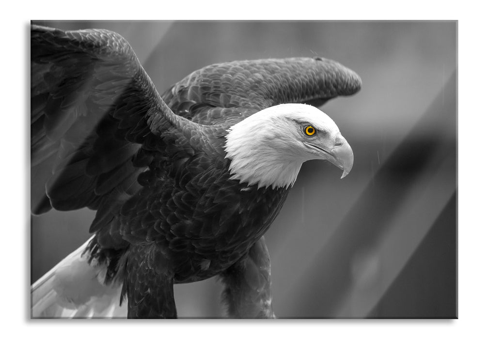 Pixxprint schöner Weißkopfseeadler, Glasbild