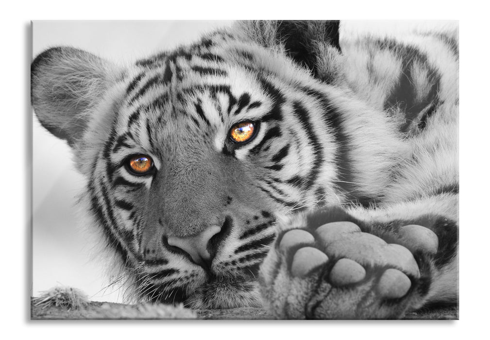 Pixxprint entspannter Tiger, Glasbild