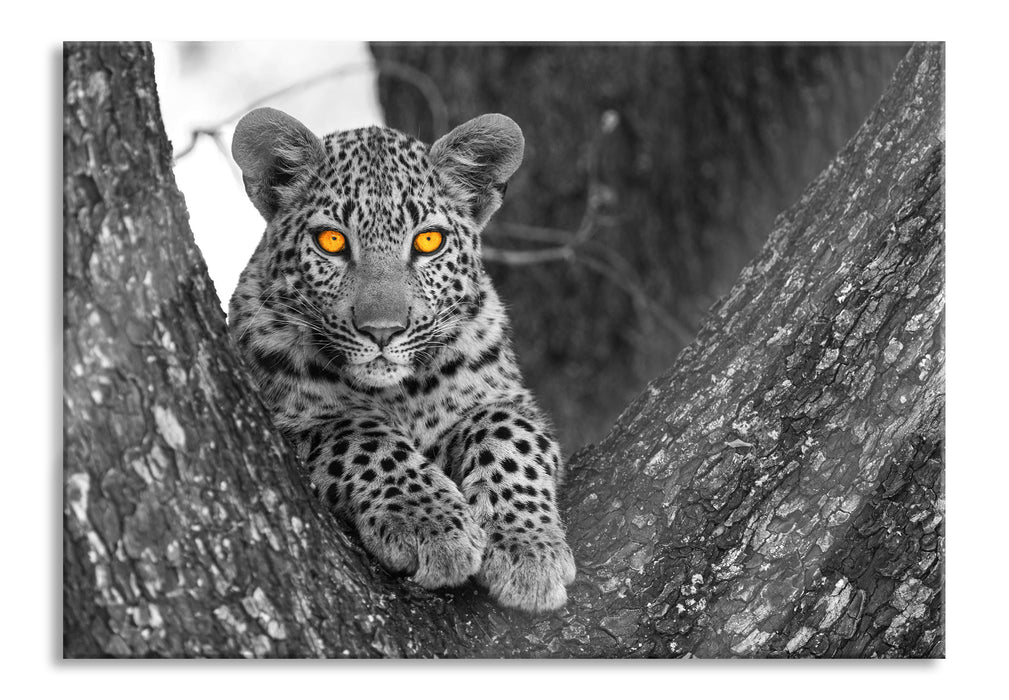 Pixxprint Leopardenjunges auf Baum, Glasbild