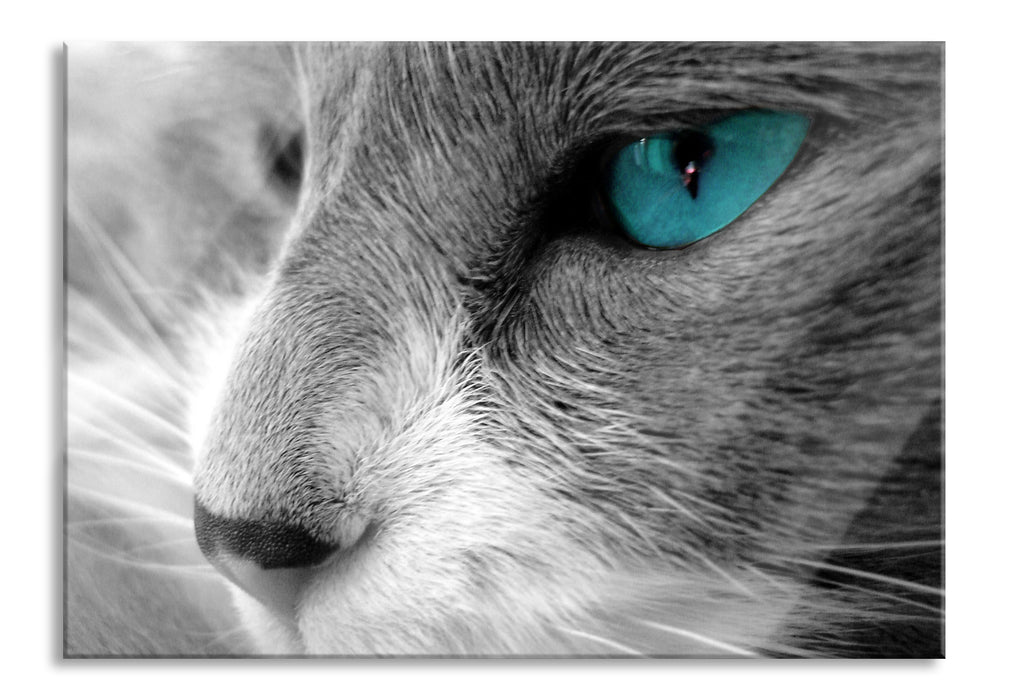 Pixxprint Katze mit Augen, Glasbild