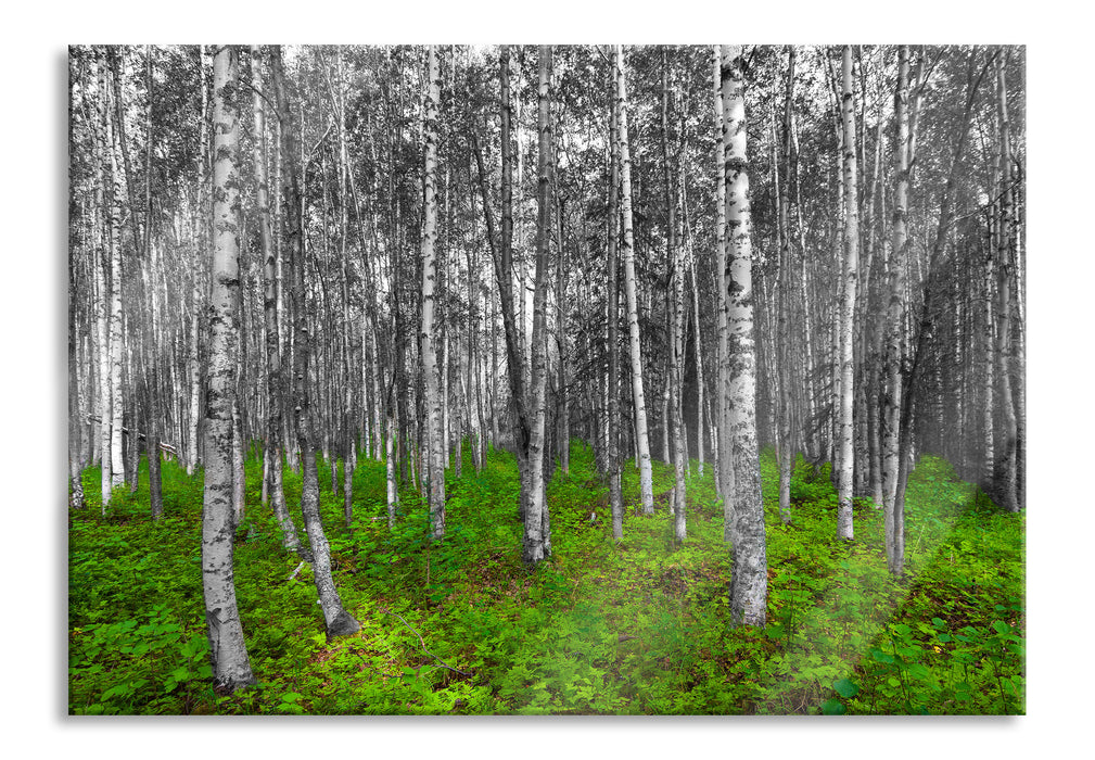 kleiner ansehnlicher Birkenwald, Glasbild
