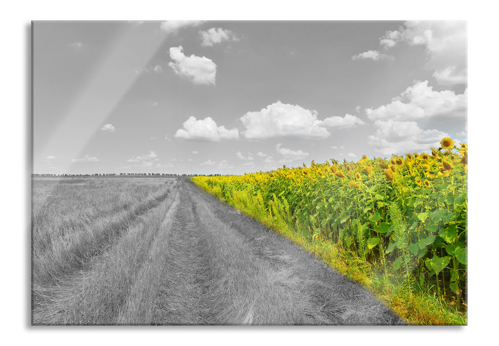 Feldweg  Sonnenblumen, Glasbild