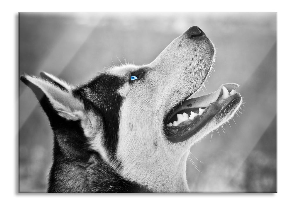 Pixxprint Wunderschöner Husky, Glasbild