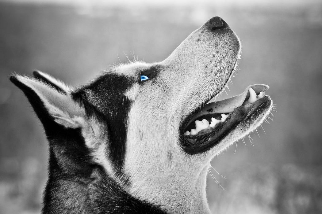 Wunderschöner Husky, Glasbild