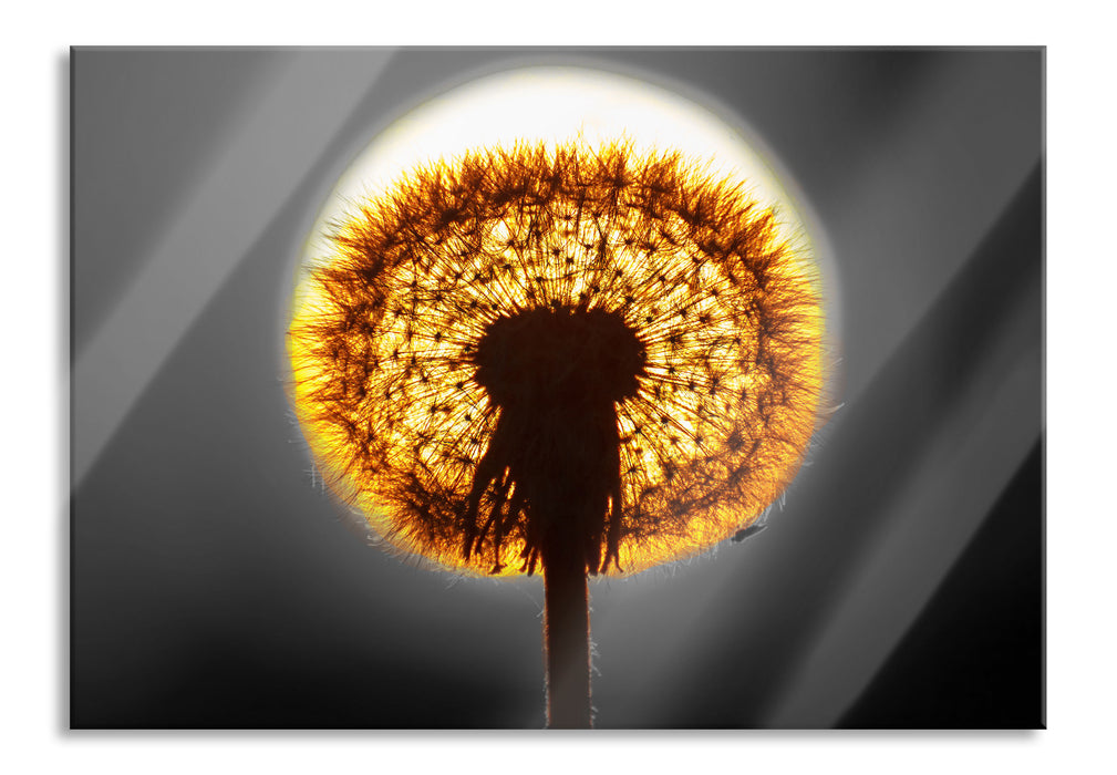 Pixxprint Pusteblume vor untergehender Sonne, Glasbild