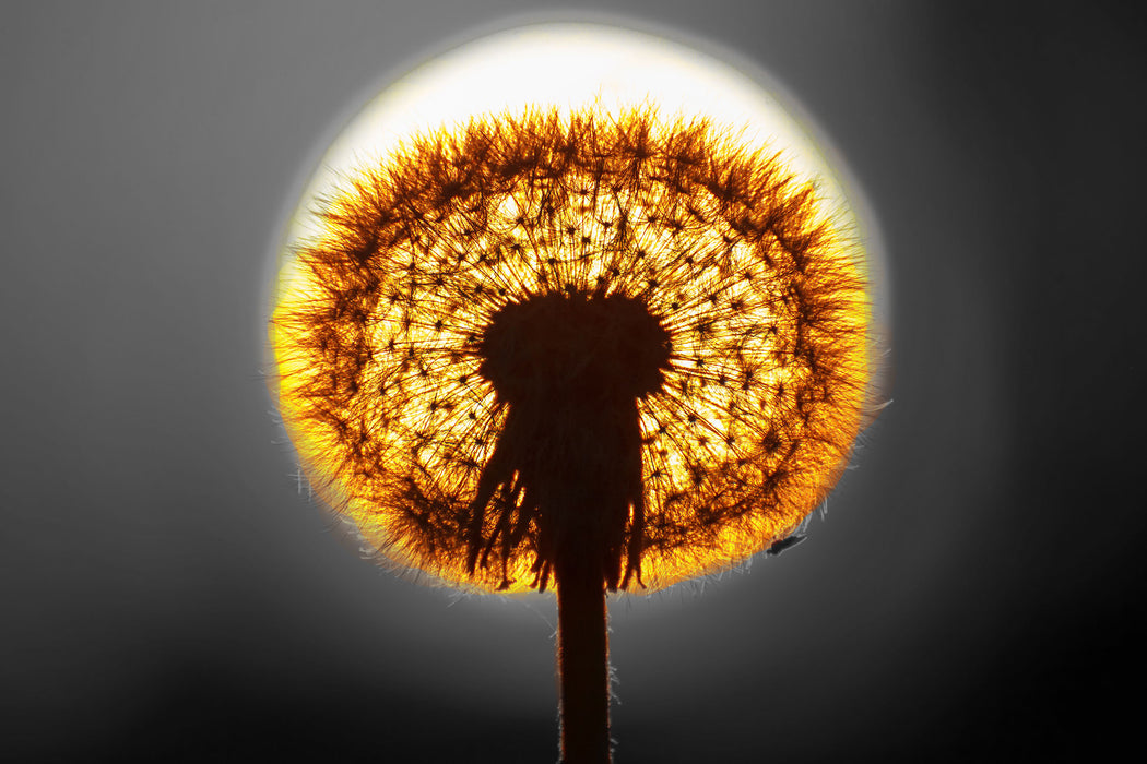 Pusteblume vor untergehender Sonne, Glasbild