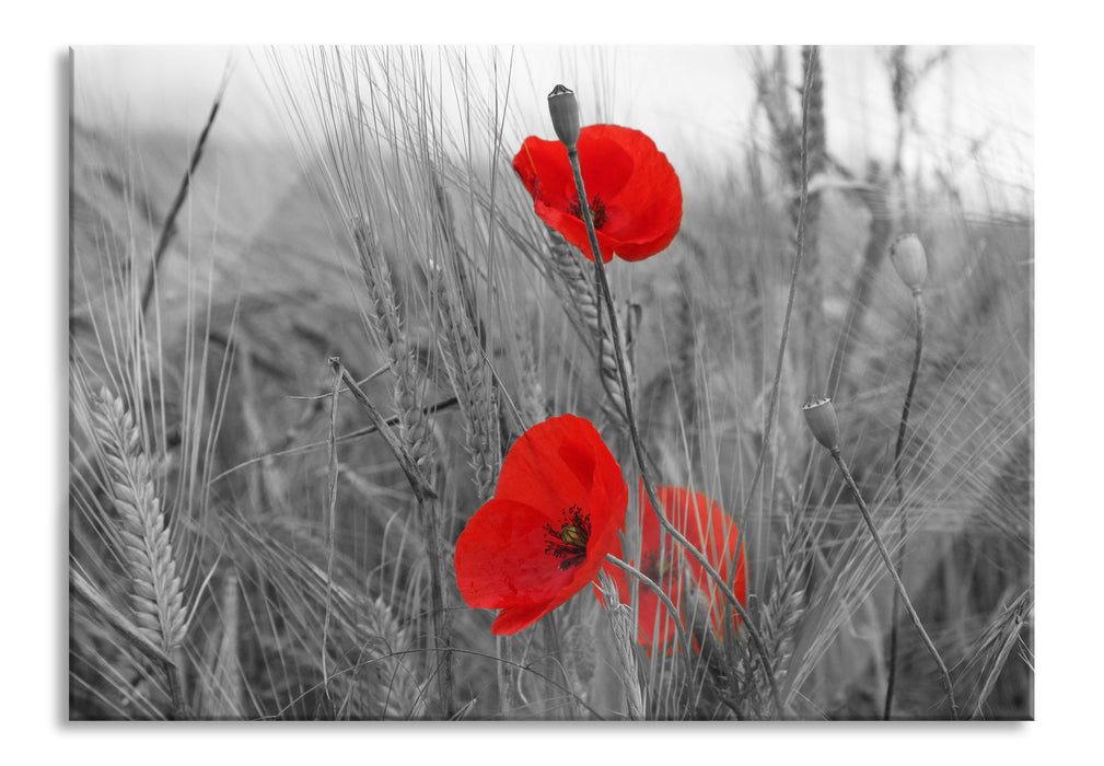 Pixxprint Mohnblumen im Getreidefeld, Glasbild