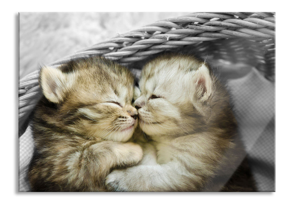 Zwei süße Babykatzen im Korb, Glasbild