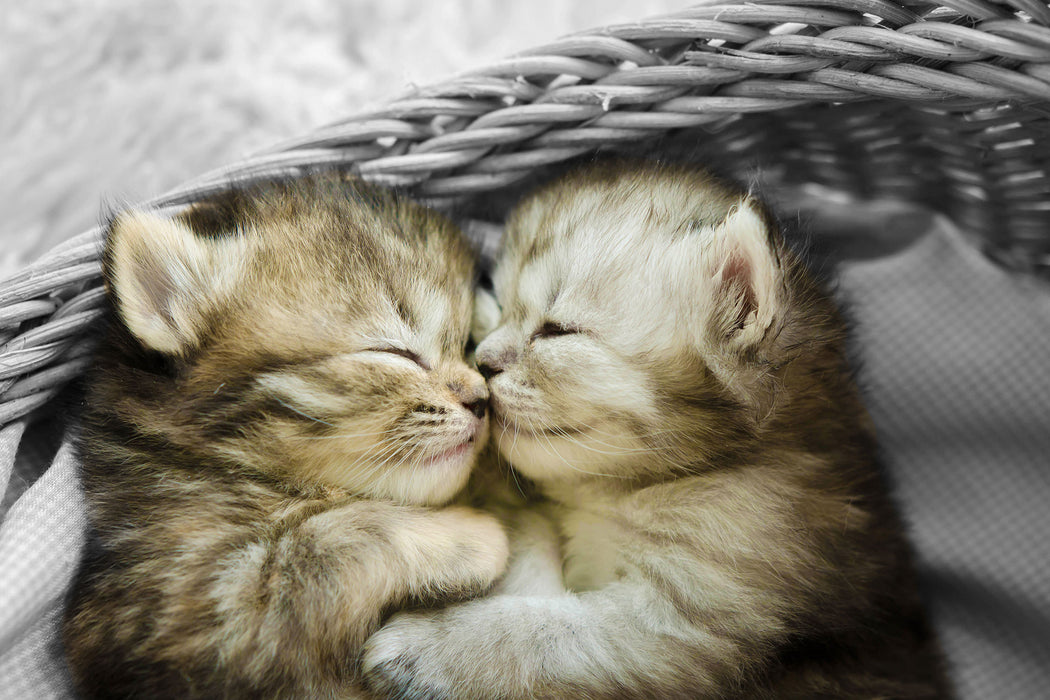 Zwei süße Babykatzen im Korb, Glasbild