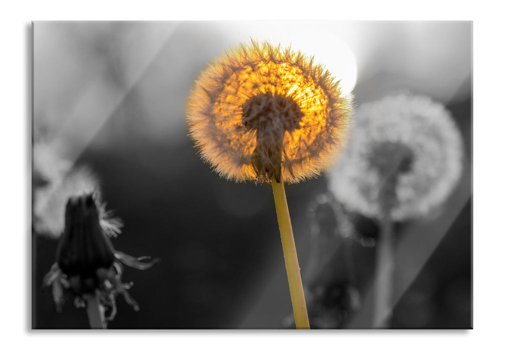 Pixxprint Pusteblumen beim Sonnenuntergang, Glasbild