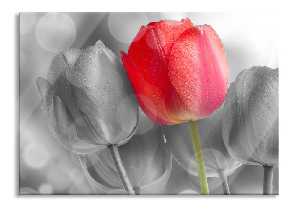 Pixxprint Wunderschöne Tulpen, Glasbild