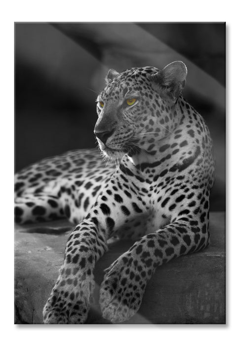 Pixxprint Leopard auf Felsen liegend, Glasbild