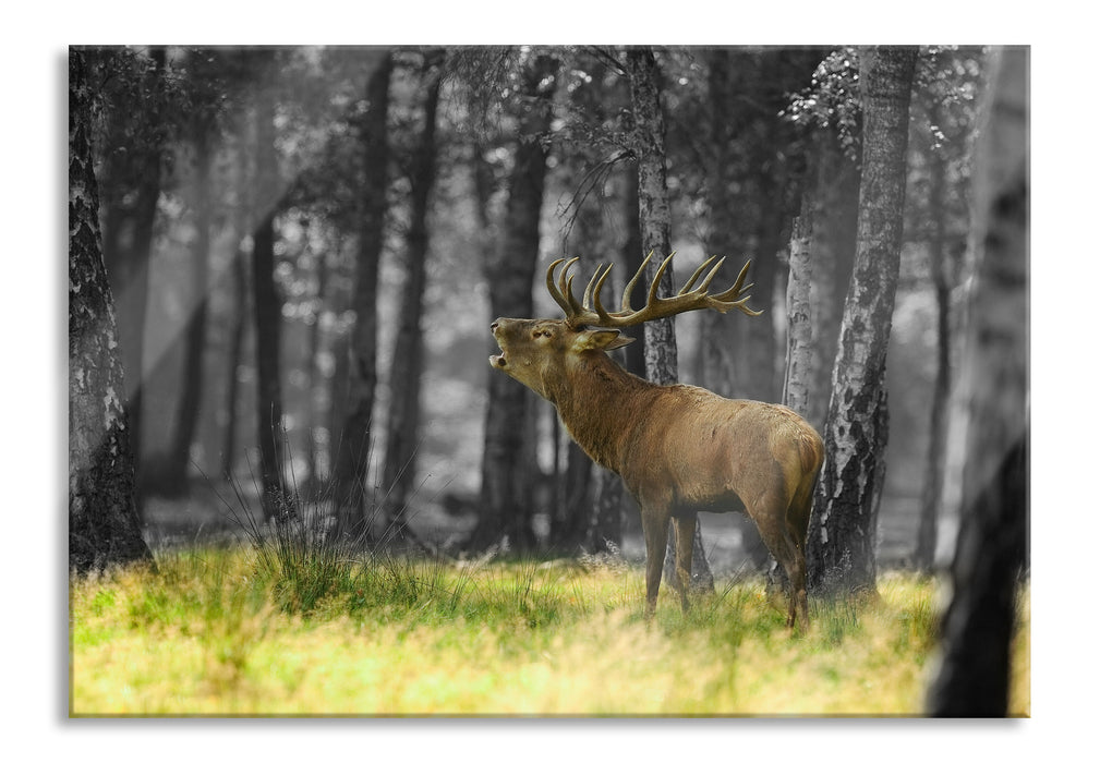 Pixxprint röhrender Hirsch im Wald, Glasbild