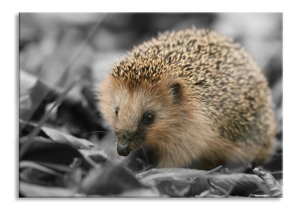 Pixxprint süßer Igel im Laub, Glasbild