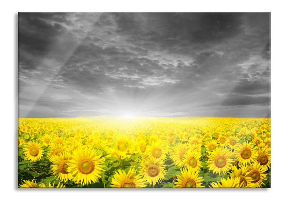 Pixxprint Sonnenblumen Sonnenuntergang, Glasbild