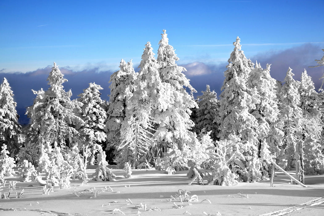 Winter Wunderland, Glasbild