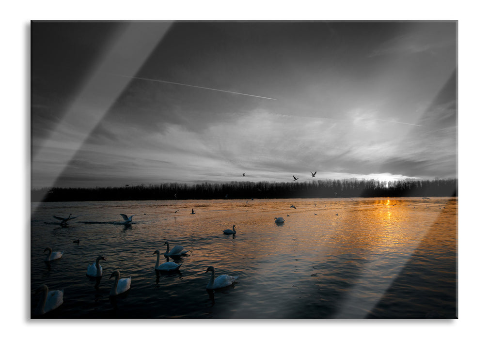 Pixxprint Weiße Schwäne im Sonnenuntergang, Glasbild