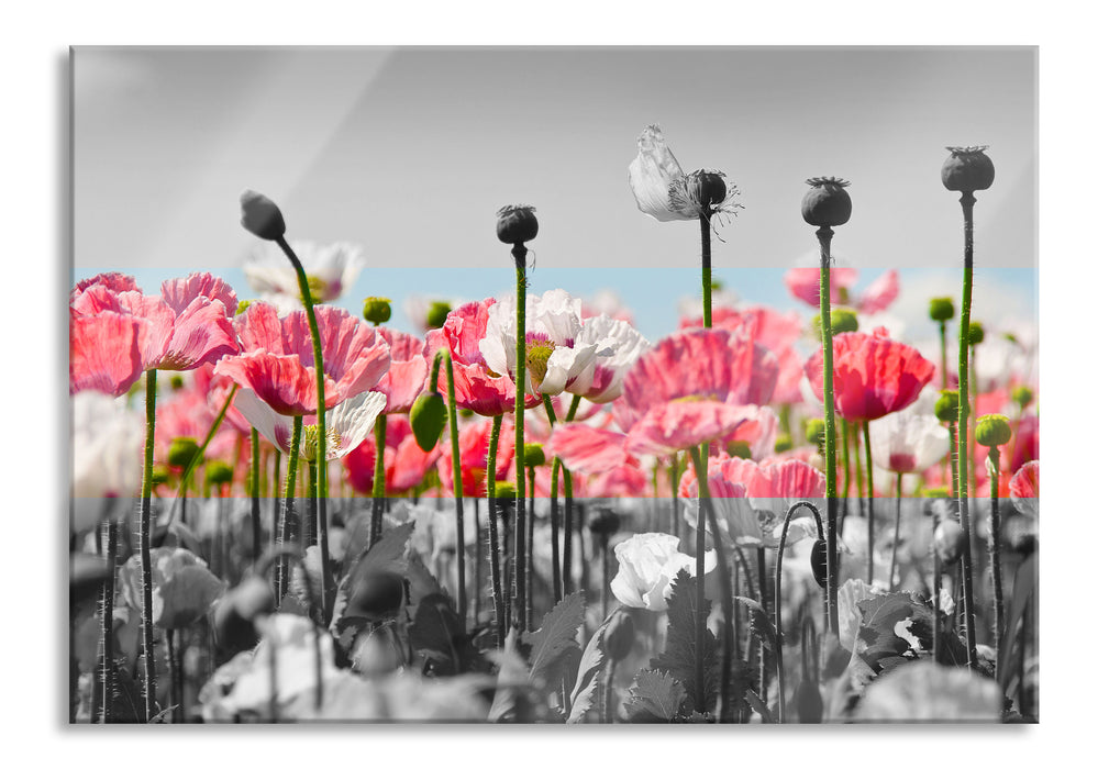 Pixxprint Blumenwiese Mohnblumen, Glasbild