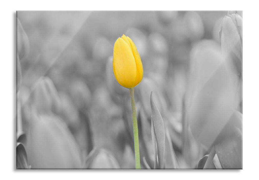 Pixxprint Gelbes Tulpenmeer, Glasbild