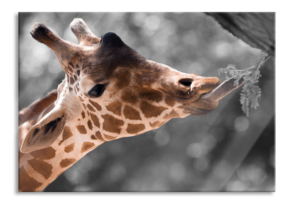 Pixxprint Hungrige Giraffe mit Zweig, Glasbild