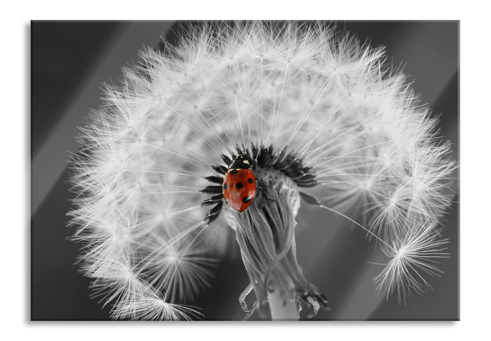 Pixxprint schöner Marienkäfer auf Pusteblume, Glasbild