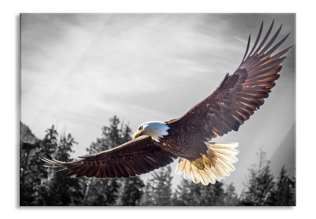 Pixxprint großer fliegender Adler, Glasbild