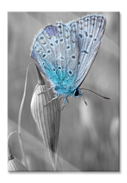 Pixxprint wunderschöner blauer Schmetterling, Glasbild