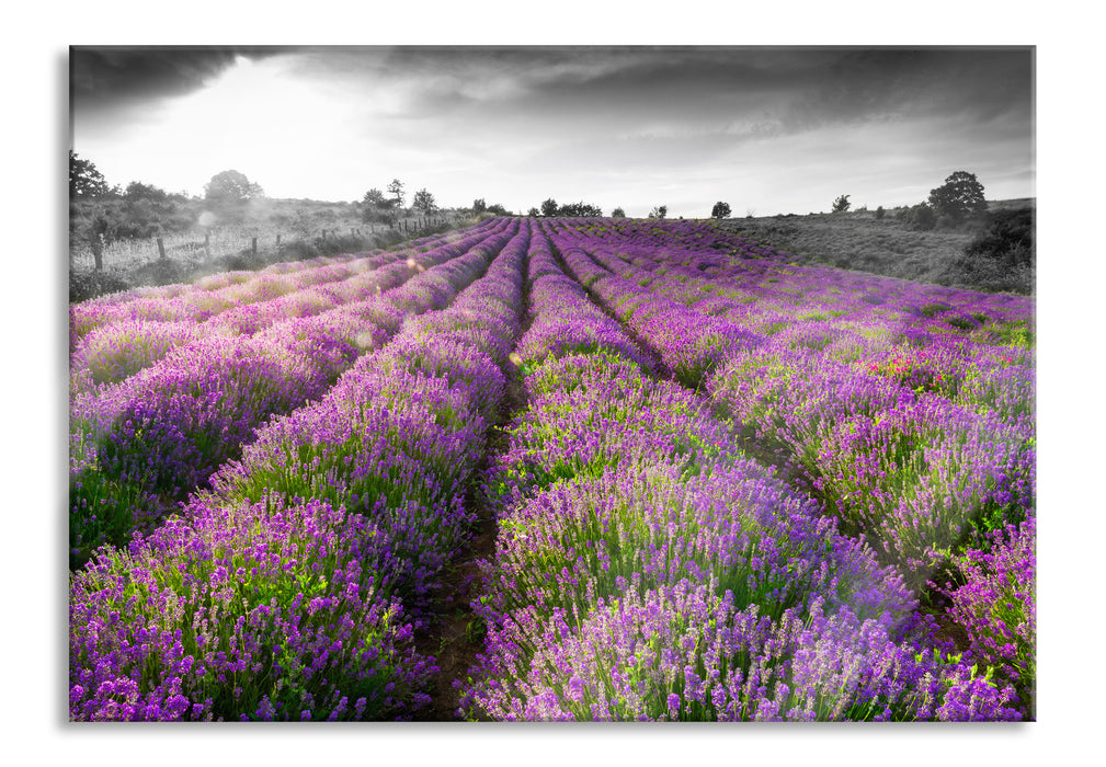 Pixxprint Lavendelfelder in der Provence, Glasbild