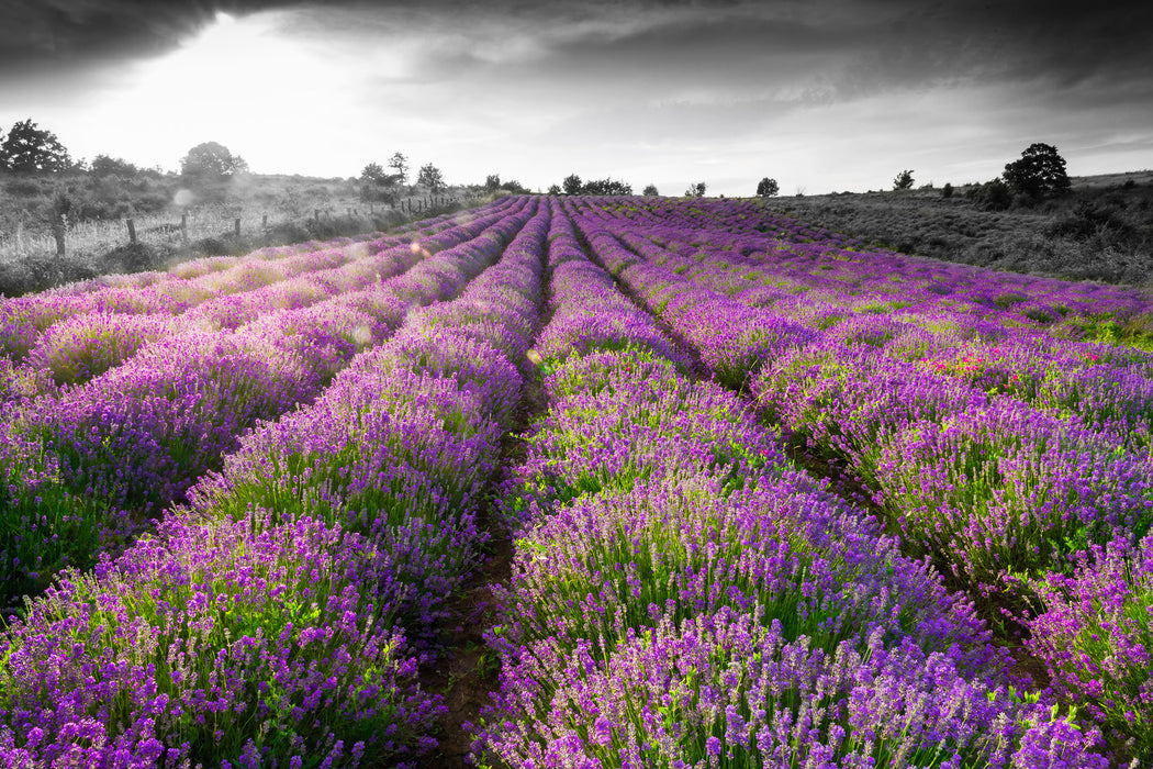 Lavendelfelder in der Provence, Glasbild