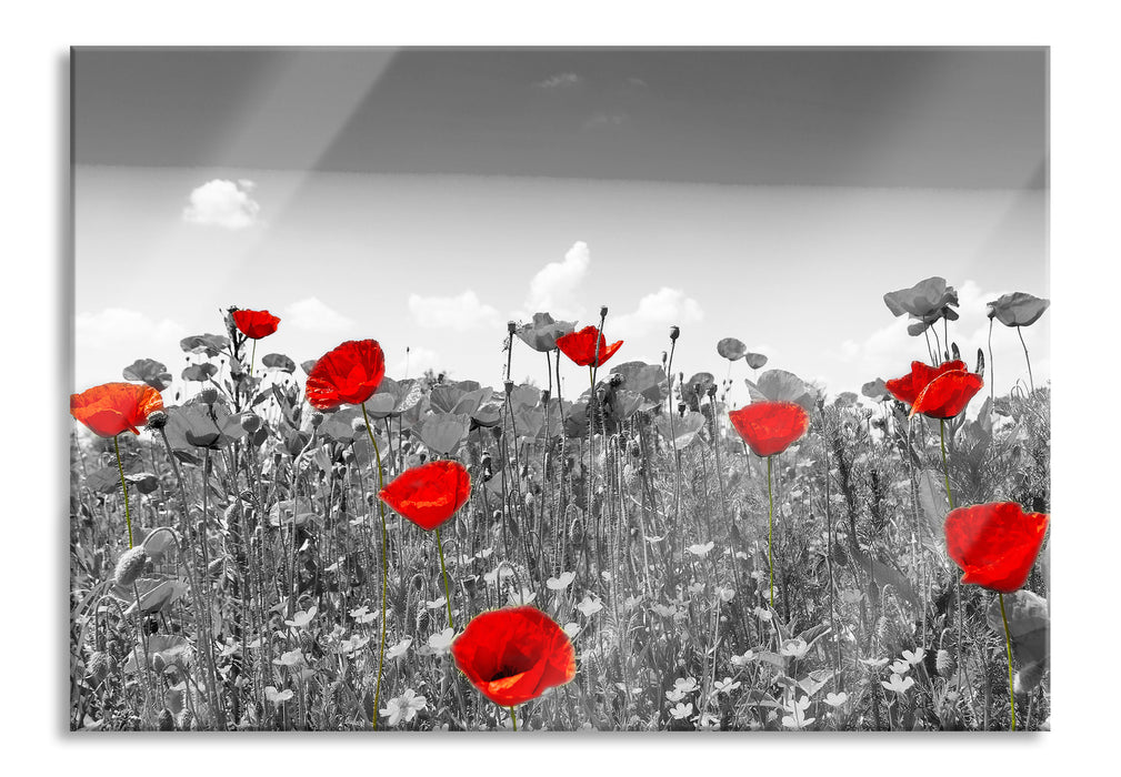 Pixxprint schöner rot leuchtender Mohn, Glasbild