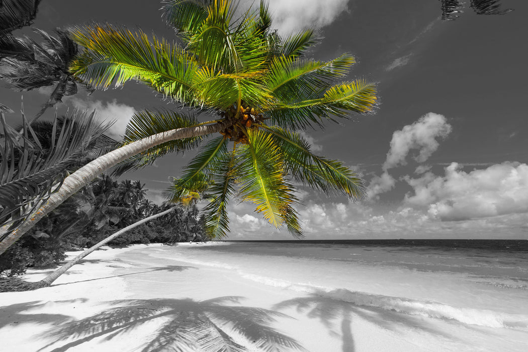 riesige Palme über Strand, Glasbild