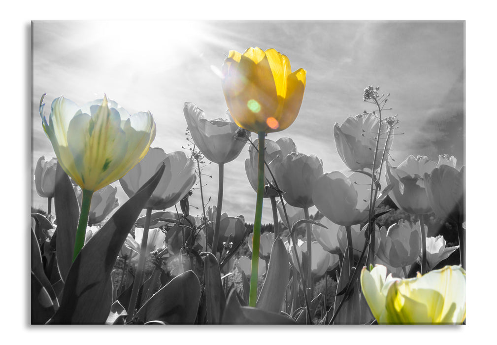 wunderschöne Tulpenwiese, Glasbild