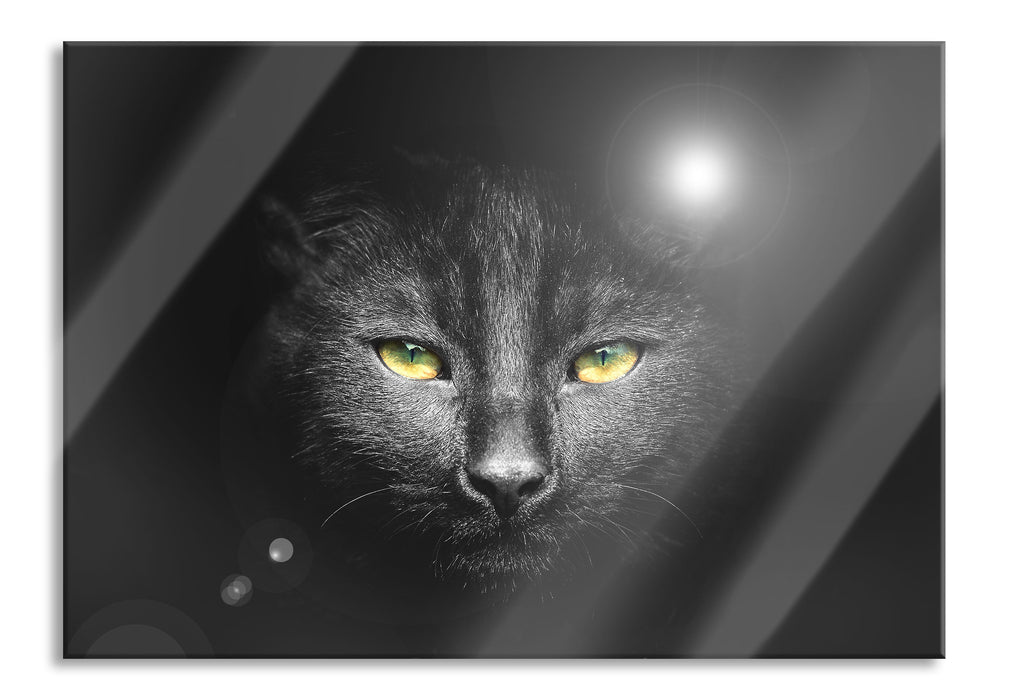 Pixxprint Katzenkopf mit Hintergrund, Glasbild