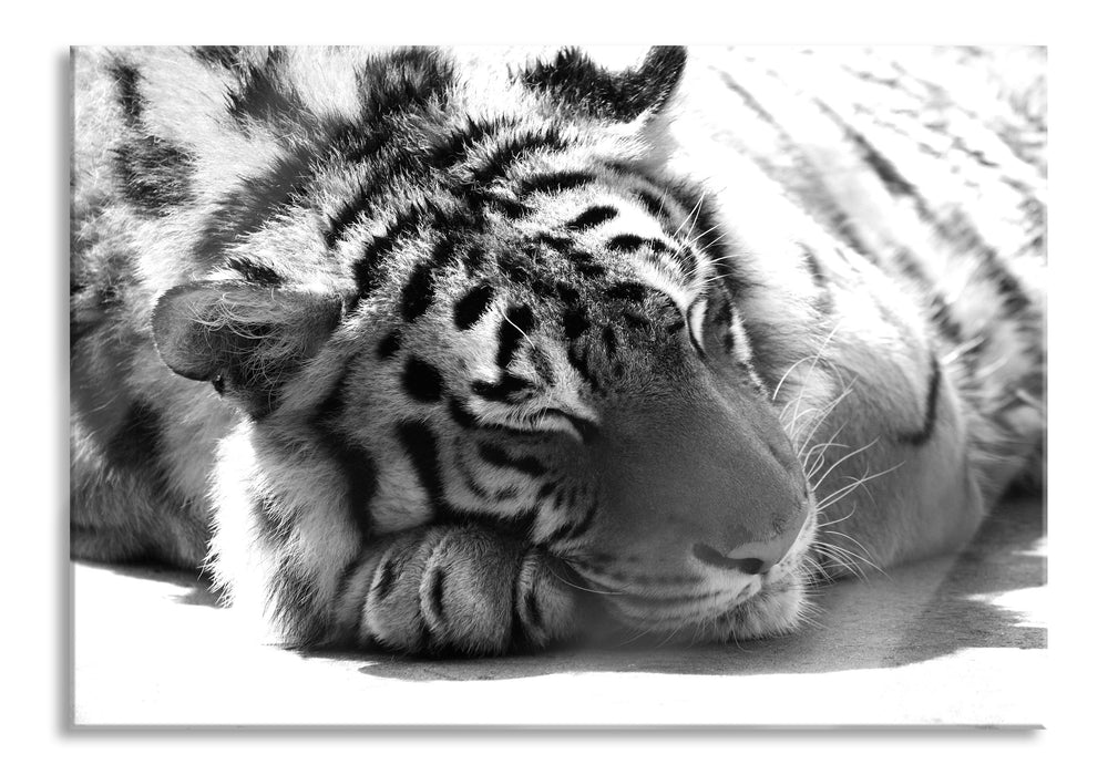 Pixxprint Verschlafener prächtiger Tiger, Glasbild